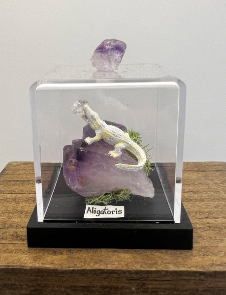Alligatorus Specimen