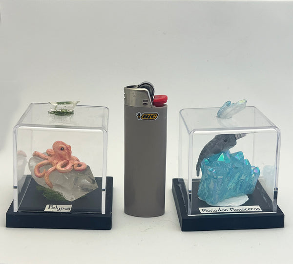 Monodon Monoceros Specimen