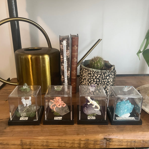 Monodon Monoceros Specimen