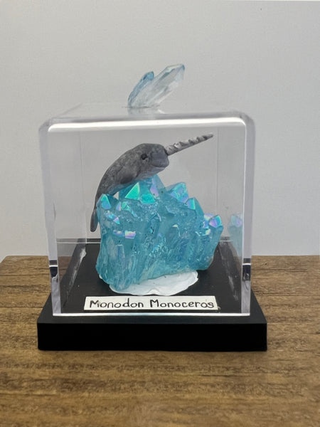 Monodon Monoceros Specimen